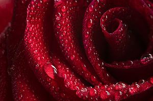 Gouttes d'eau sur une rose rouge foncé aimante sur Jolanda de Jong-Jansen
