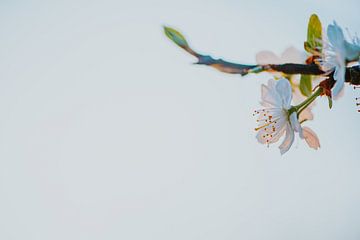 Appelboom in de ochtend. van Nickie Fotografie