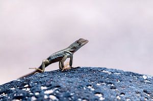 Bladvingergekko