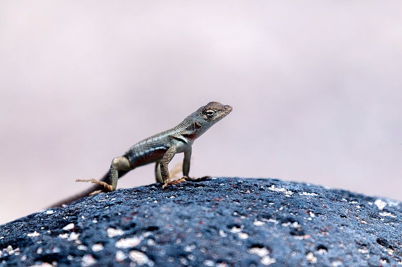 Bladvingergekko von Maarten Verhees