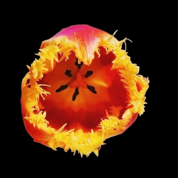 Tulpenblüte von Kubedale