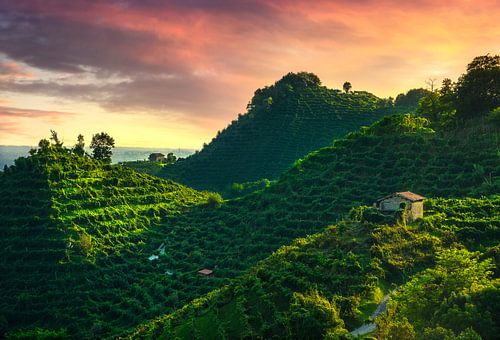 Prosecco Hills, wijngaarden bij zonsondergang. Italië