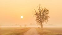 The Osse Polder by Hans van der Grient thumbnail