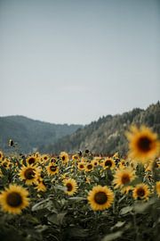 Sonnenblumen vor den Hügeln des Schwarzwaldes | Farbenfrohe Reisefotografie | von Trix Leeflang