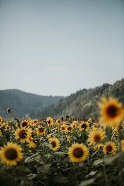 Sonnenblumen vor den Hügeln des Schwarzwaldes | Farbenfrohe Reisefotografie | von Trix Leeflang