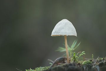 Petit champignon sur Koen Goossens