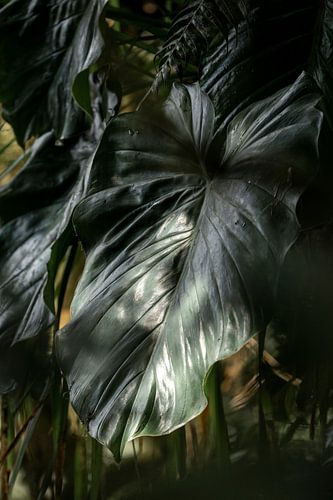 Gebladerte GGeheimen Spel van Licht en Schaduw jungle