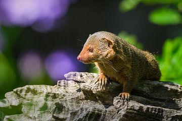 Close-up of a dwarf mongoose by Chihong