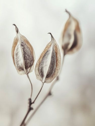 Détail de la fleur séchée No 9