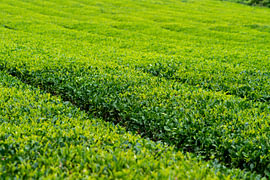 Green hills: endless rows of tea bushes on Jeju Island, South Korea