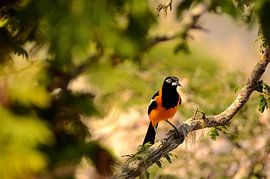 Troepial in the tropics by Karel Frielink