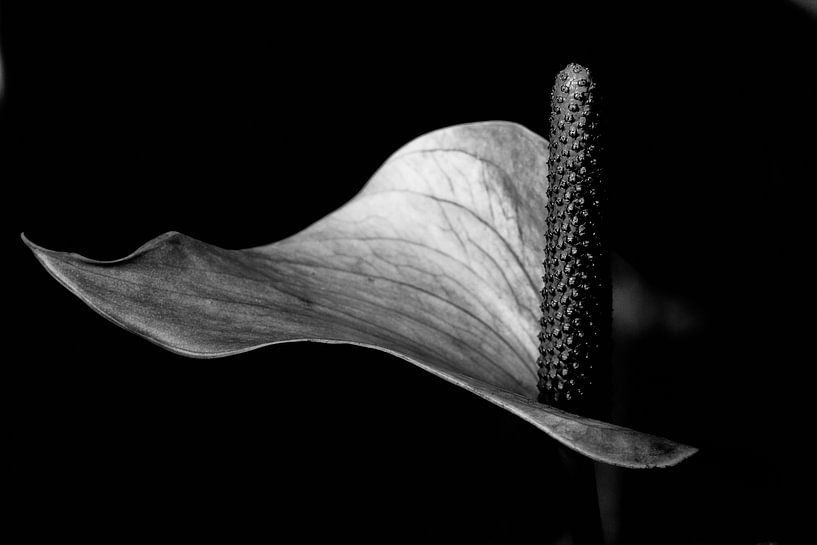 Large flamingo flower black and white by Anneliese Grünwald-Märkl