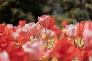 Tulipes roses au soleil du printemps sur Jonai