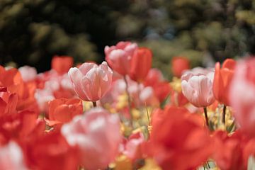 Rosa Tulpen in der Frühlingssonne