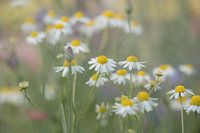Marguerites