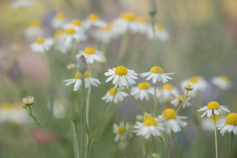 Gänseblümchen von Marjolijn Nugteren