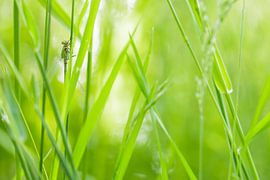 Waterjuffer von Steven Hendrix