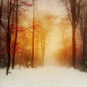 Lumière du soir légère un jour d'hiver