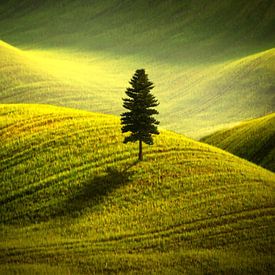 Murmures de la forêt ancienne sur Shieru Art