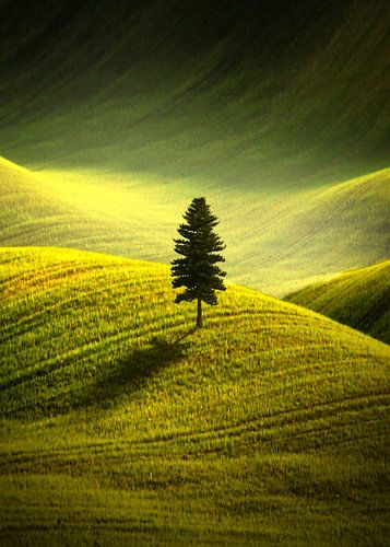 Fluisteringen van het oeroude bos