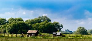 Uiterwaarden van Wilsem von Wijnand Medendorp