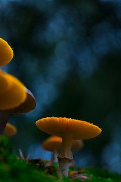 Magic mushrooms by Irma Grotenhuis