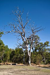 The naked tree