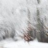 Winter in de Averegten van Ingrid Van Damme fotografie