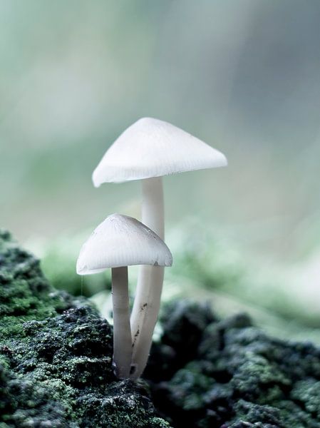 Mushroom duo by Klaartje Majoor