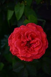 La rose rouge classique vue de près sur Bambi Lu