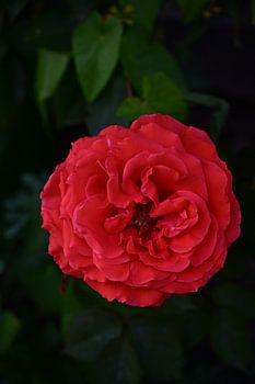 La rose rouge classique vue de près