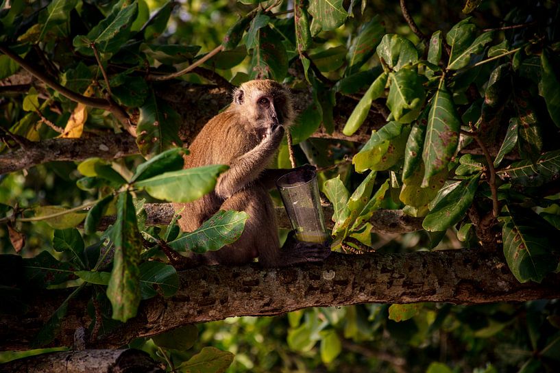 Monkey Business... par Stefan van Beek