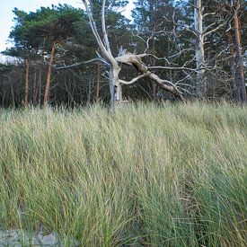 Trees on the beach of the Baltic Sea. Small forest by Martin Köbsch
