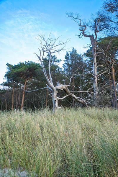 Trees on the beach of the Baltic Sea. Small forest by Martin Köbsch