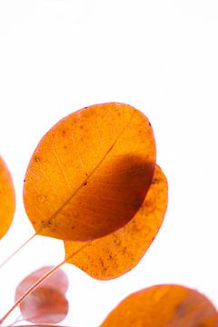 Laatste oranje herfstbladeren tegen een witte lucht 2 | Abstracte fotografie van Merlijn Arina Photography