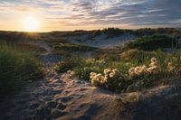 Coucher de soleil dans les dunes d'Oostduinkerke