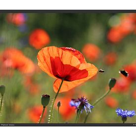 Coquelicot - DIN A2 sur Matthias Brix
