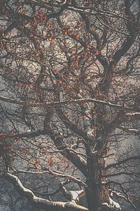 Les dernières feuilles.