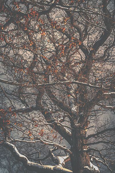The last leafs. by Jonas Röjestål