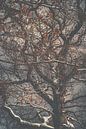 The last leafs. by Jonas Röjestål thumbnail