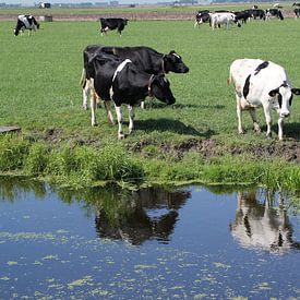 Oude koeien in de sloot of uit de sloot? sur Monique Meijer