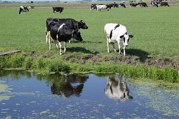 Oude koeien in de sloot of uit de sloot?