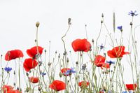 Red Poppy Power (part 2)