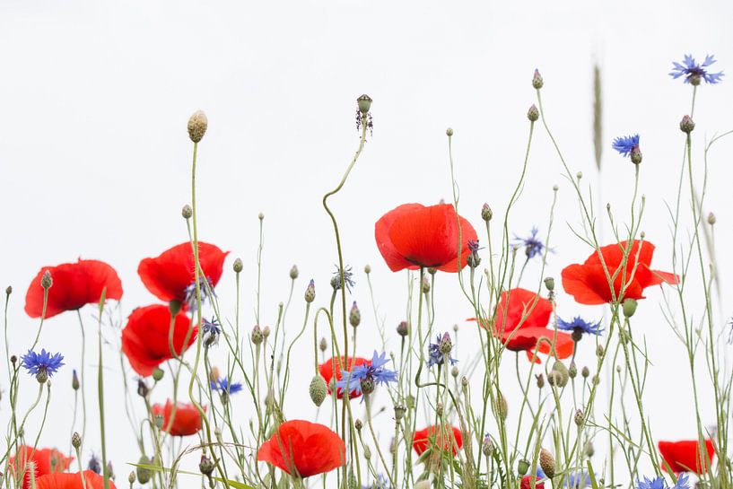 Red Poppy Power (part 2) van Esther Ehren