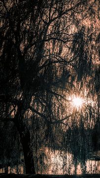 Treurwilg in de herfst