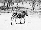 Overstekende zebra par Denise Mol Aperçu