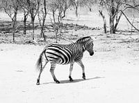 Uberquerende Zebra