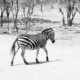 Overstekende zebra van Denise Mol