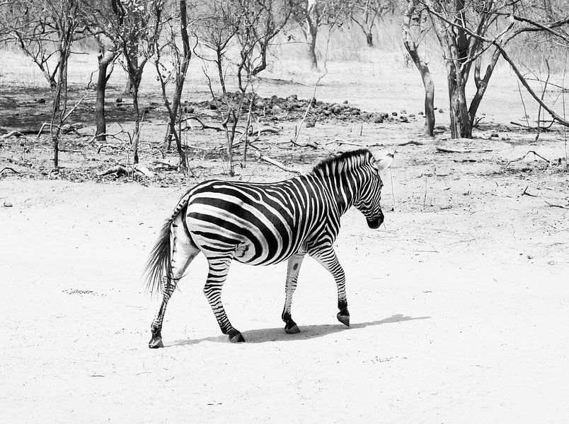 Overstekende zebra par Denise Mol