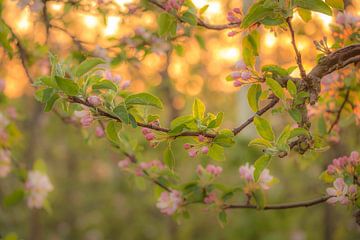 Blossom by Moetwil en van Dijk - Fotografie